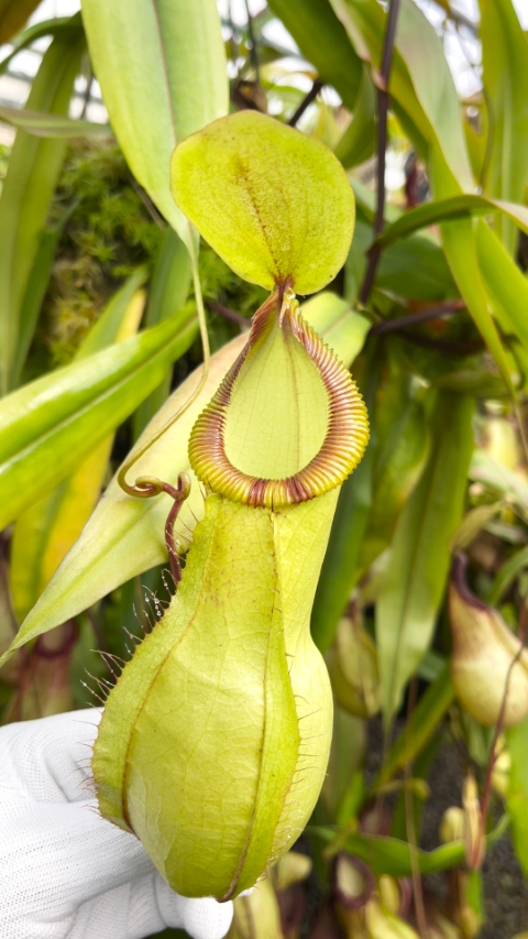 N. ‘Viking’ x hamata – assorted clones