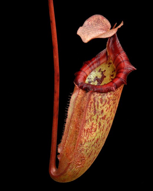 N. rajah x (burbidgeae x edwardsiana) – assorted clones