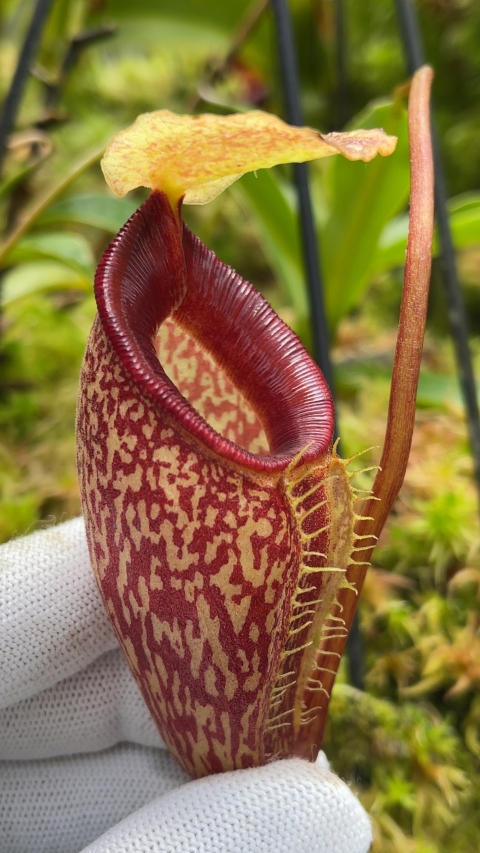 N. talangensis - selected clone