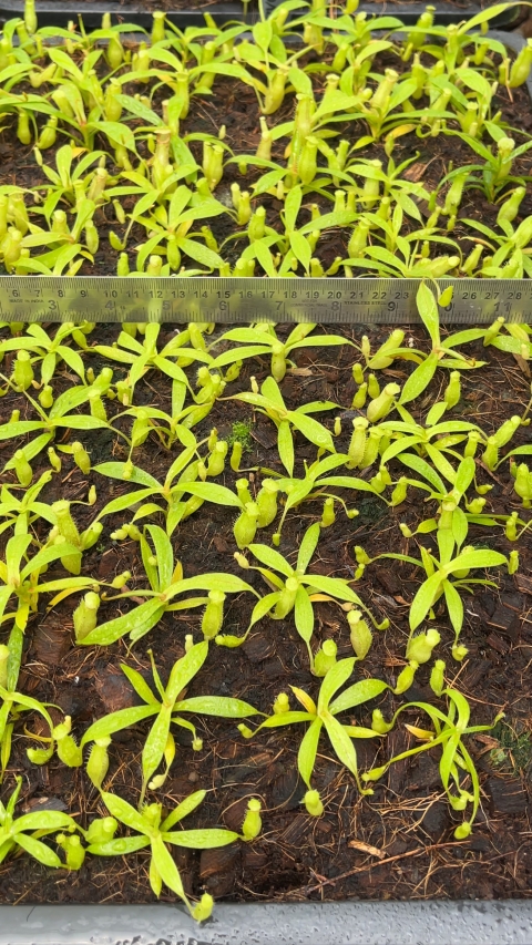 N. talangensis x spectabilis