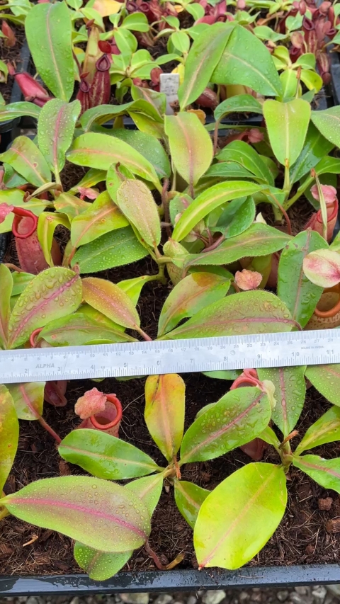 N. veitchii x mira - assorted clones