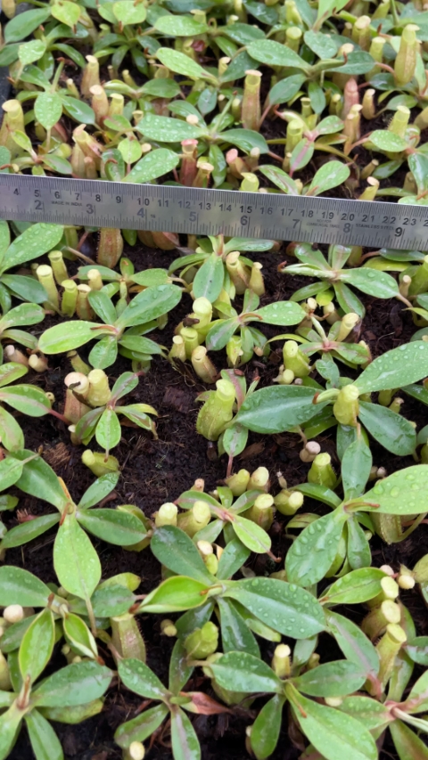 WIP N. spectabilis x veitchii - assorted clones