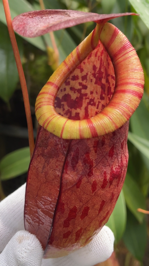 N. eustachya x tenuis - assorted clones