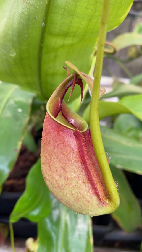 N. bicalcarata - Brunei orange - selected clone