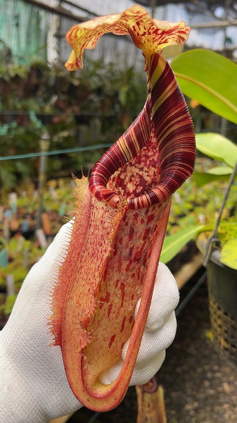 N. (veitchii x lowii) x burbidgeae - assorted clones