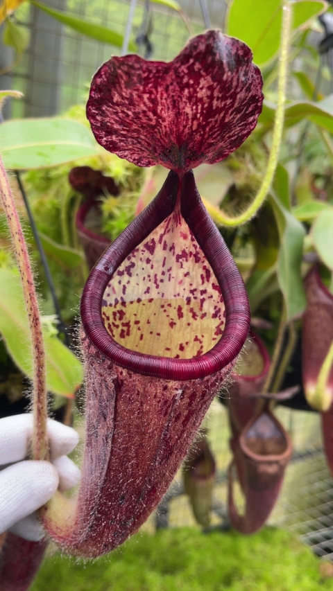N. glandulifera - assorted clones