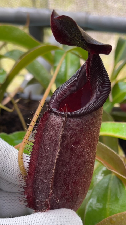 N. (aristolochioides x spectabilis) x lowii – assorted clones