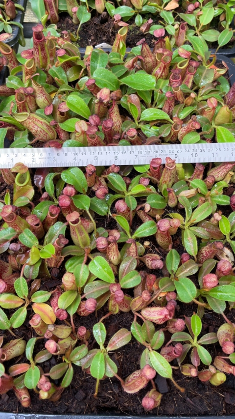 N. petiolata x veitchii - assorted clones