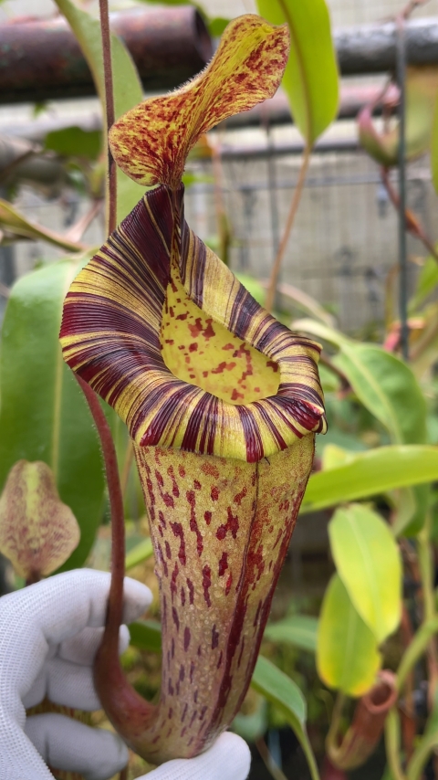 N. (veitchii x lowii) x platychila