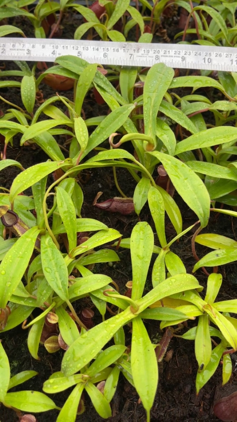 N. bongso – best selected clone