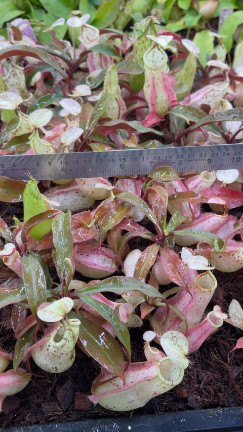 N. rafflesiana - Brunei light speckled - selected clone