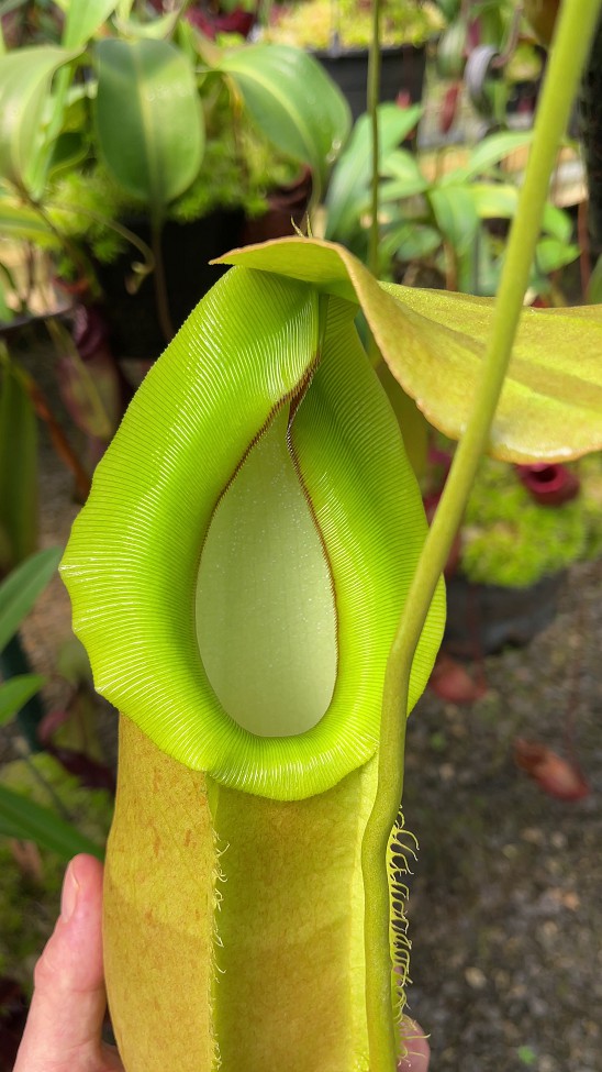 N. spathulata x merrilliana - selected clone