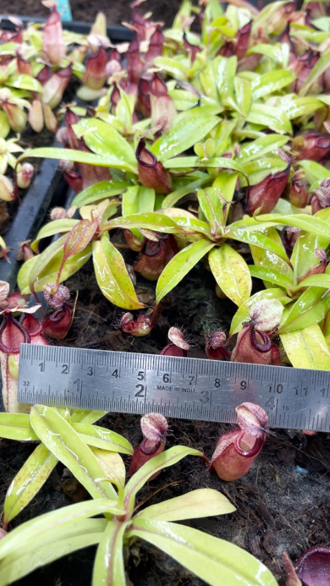 N. ‘Viking’ x hamata – assorted clones