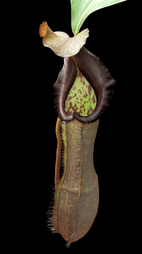 N. ramispina x robcantleyi – best two selected clones