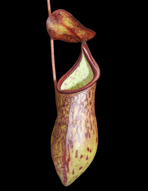 N. ceciliae - assorted clones