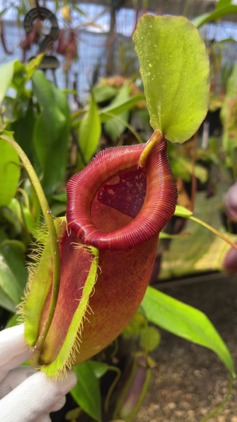 N. singalana x ampullaria – best selected clone