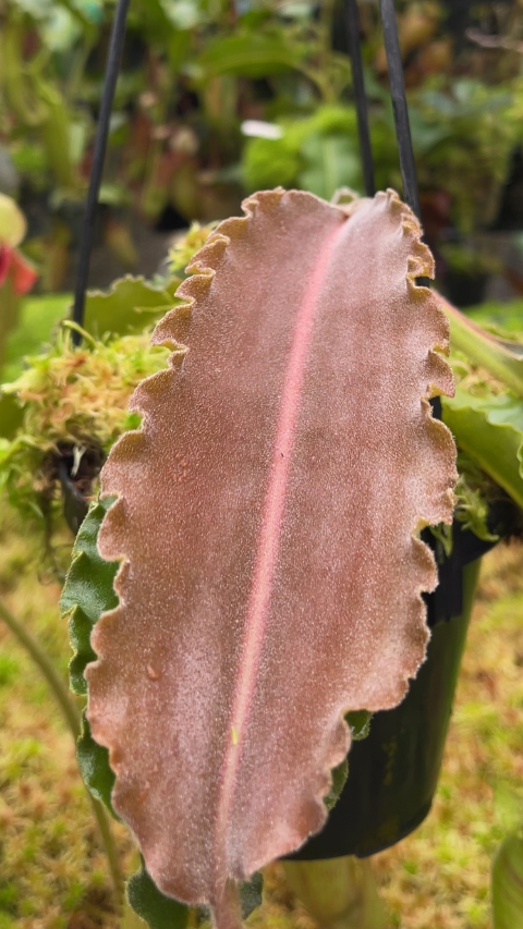 N. maxima - Sulawesi wavy-leaf – assorted clones