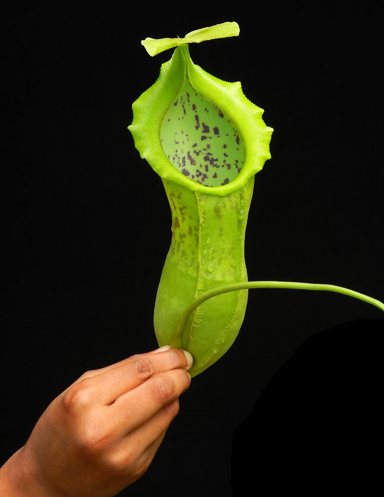 N. spathulata x campanulata – best selected clone