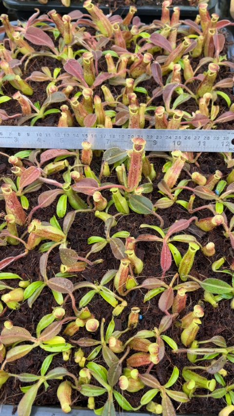 N. maxima - wavy leaf - clone #9