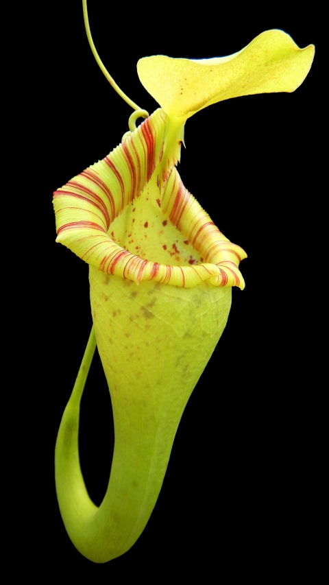 N. ovata – selected clone