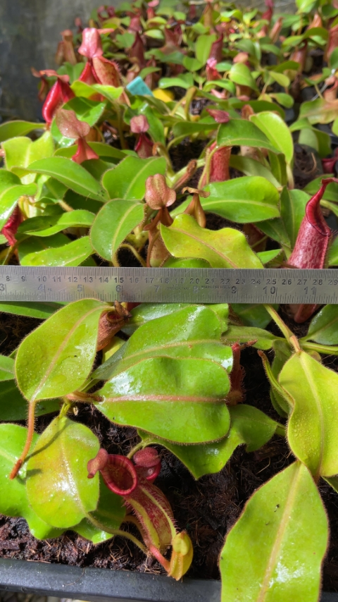 N. petiolata x veitchii - assorted clones