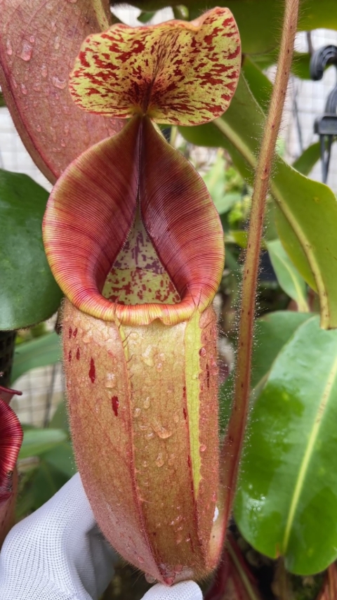 N. glandulifera x veitchii - assorted clones