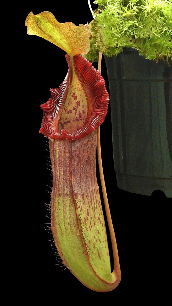 N. singalana x burkei - selected clone