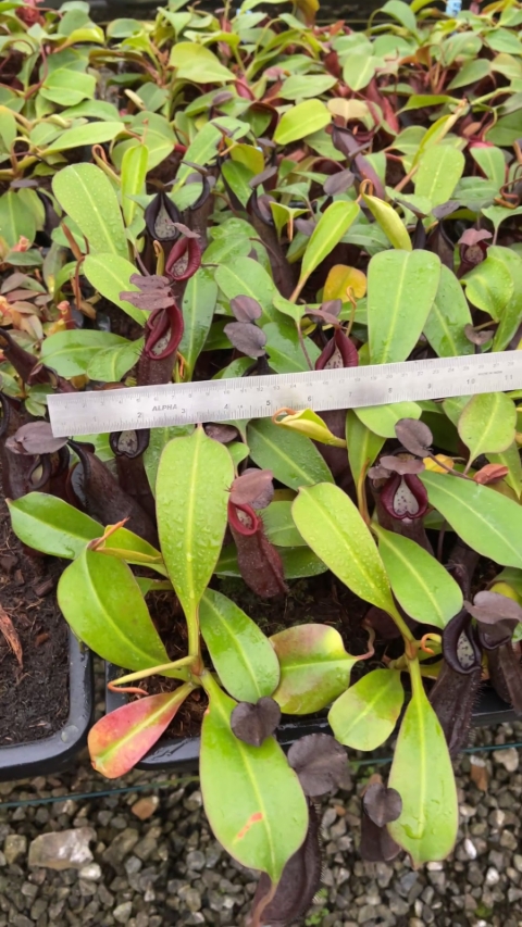 N. maxima x ramispina – best selected clone