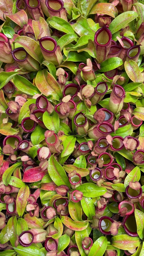 N. ampullaria x campanulata - best selected clone