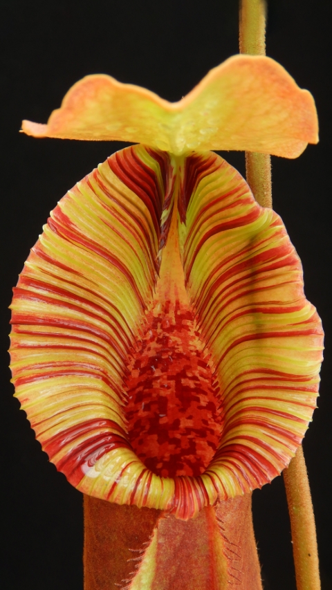 N. x ‘trusmadiensis’ x robcantleyi – assorted clones