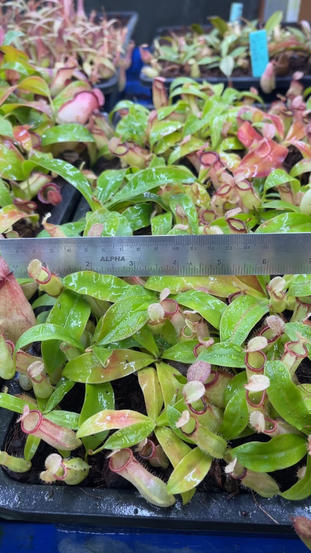 N. ampullaria x campanulata - best selected clone