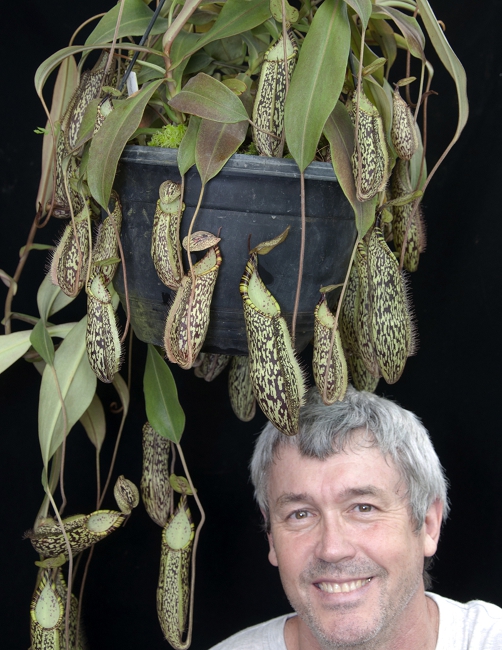 N. spectabilis - Sibuyatan - assorted clones