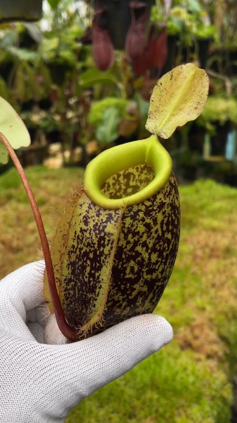 N. sibuyanensis x ampullaria – selected speckled clone