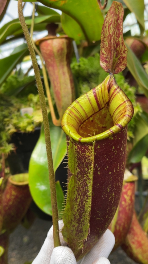 N. ampullaria x (veitchii x lowii) – selected clone