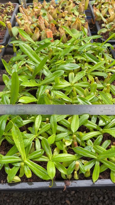 N. biak - selected clone