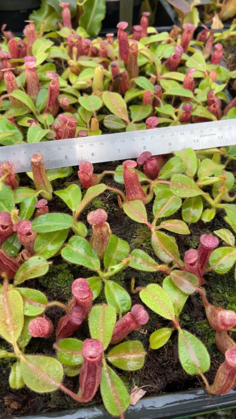 N. glandulifera x veitchii - assorted clones