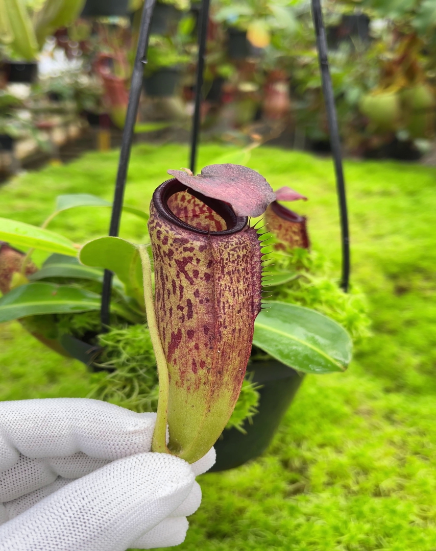 N. aristolochioides x veitchii - assorted clones