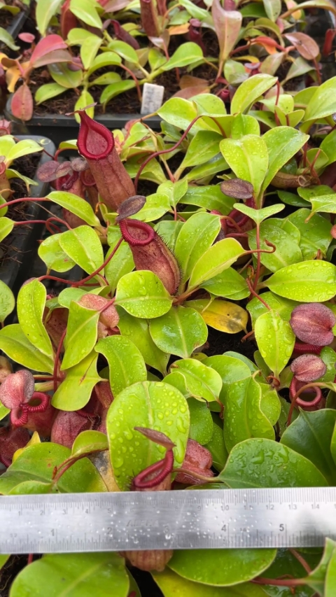 N. robcantleyi x (sibuyanensis x ventricosa)