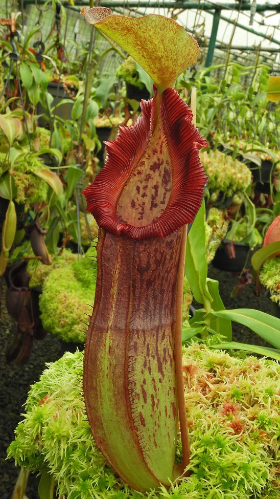 N. singalana x burkei - selected clone