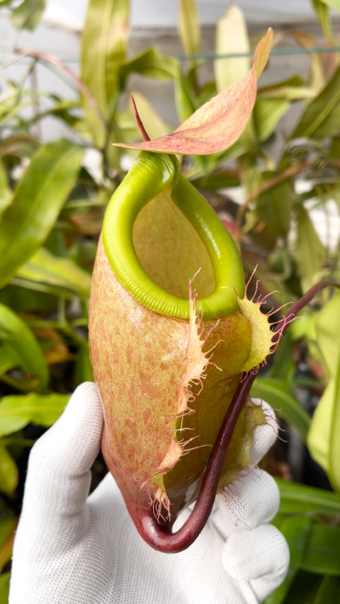 N. merrilliana – assorted clones