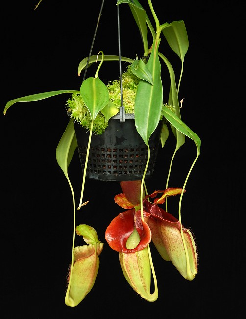 N. spathulata x jacquelineae – assorted clones