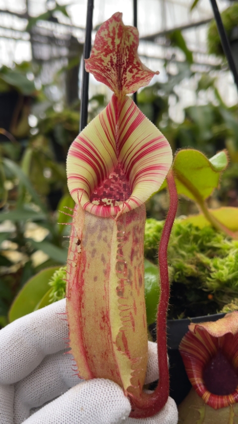 N. (veitchii x lowii) x veitchii
