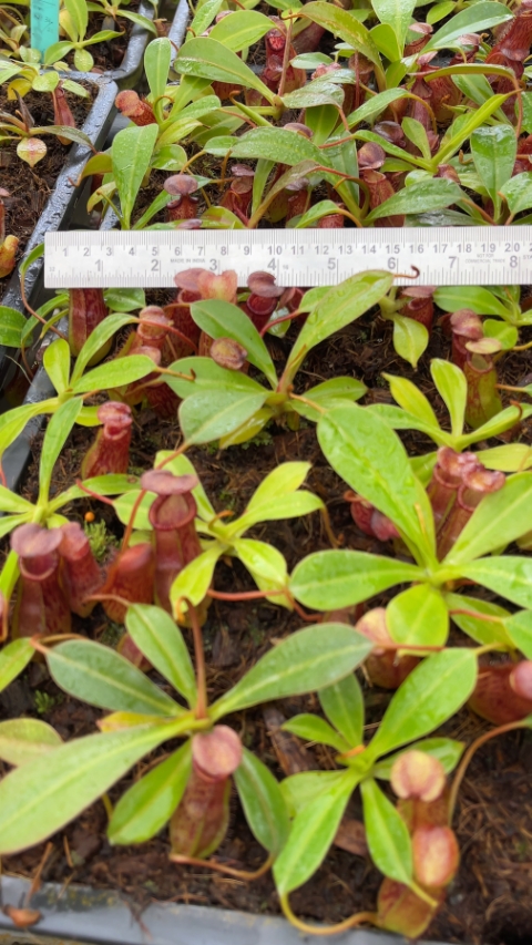 N. burkei x ephippiata – assorted clones