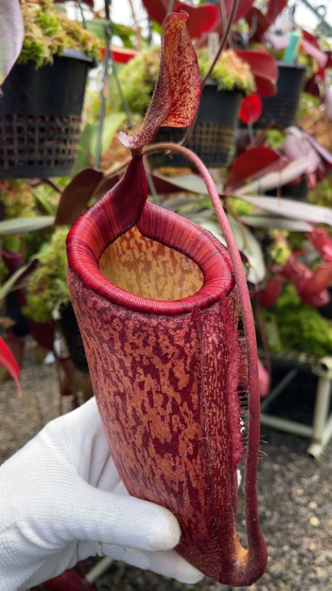 N. peltata x attenboroughii - assorted clones