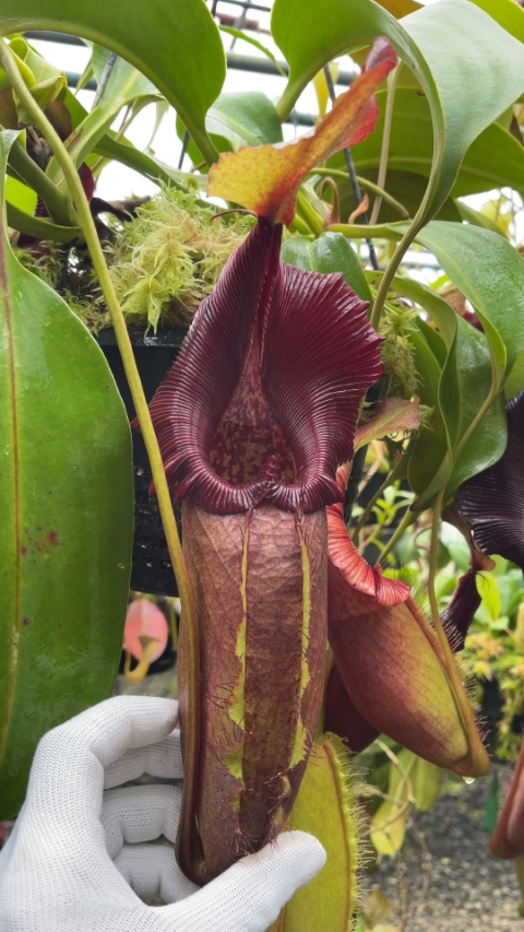 N. robcantleyi x ovata – best selected clone