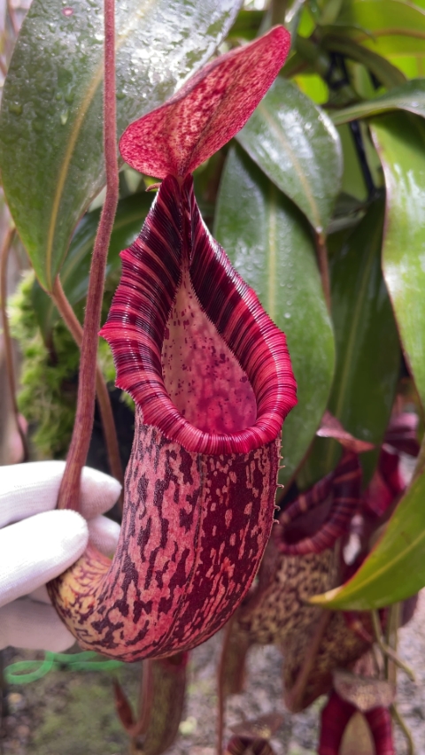 N. spectabilis x bongso - best selected clone