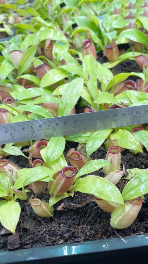 N. ampullaria - Brunei red - selected clone