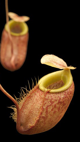 N. bellii - selected clone