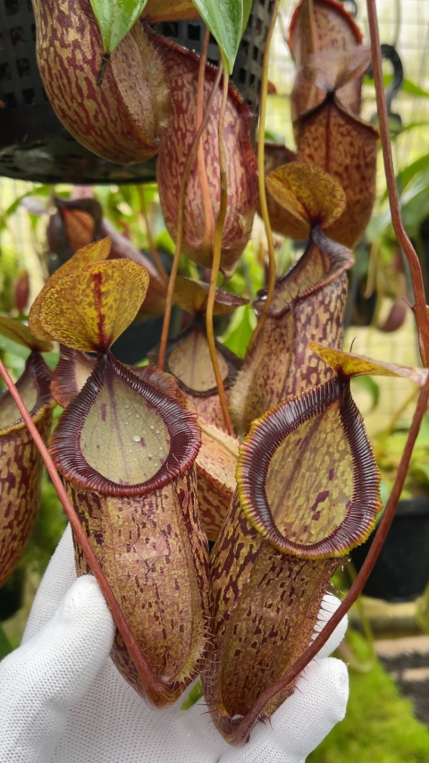 Nepenthes hamata x tenuis – assorted clones