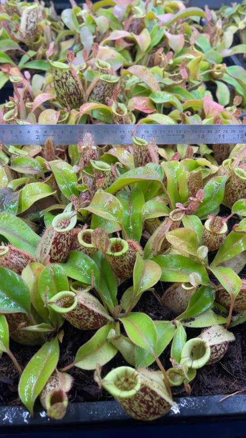 N. ampullaria x (veitchii x lowii) – selected clone